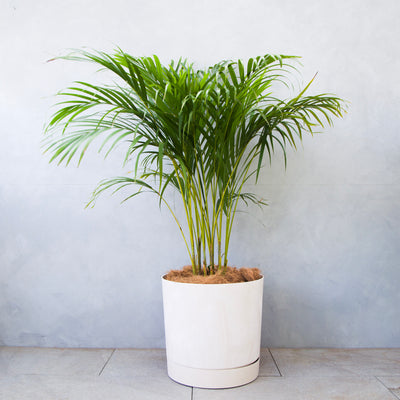 アレカヤシ/Dypsis lutescens