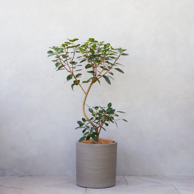 フランスゴム / Ficus rubiginosa