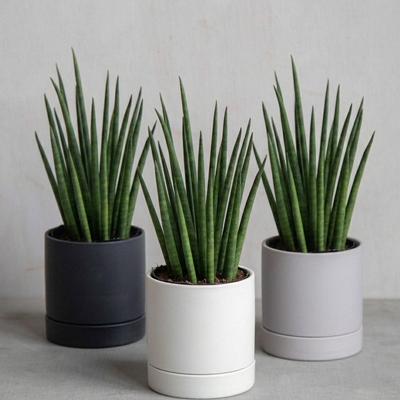 サンスベリア・バキュラリス / Sansevieria bacularis