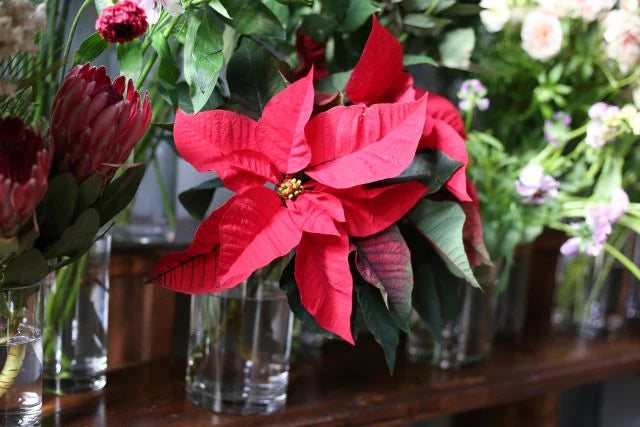クリスマスのお花と言えばポインセチア