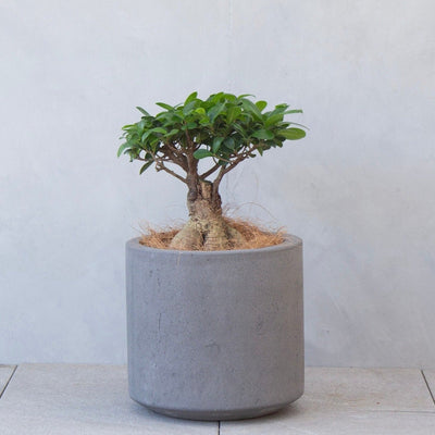 ガジュマルM / Ficus malacocarpa