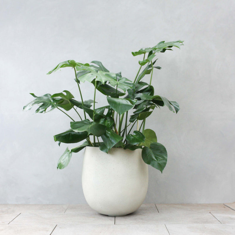 初心者の方は育てやすい観葉植物から