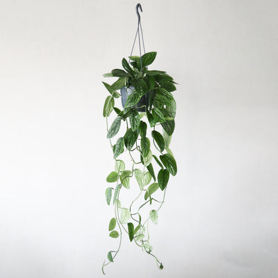 モンステラ・シルテペカナ/ Monstera siltepecana