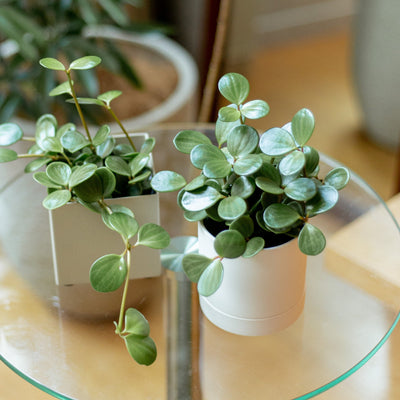 ペペロミア・ホープ / Peperomia obtusifolia 'Hope'